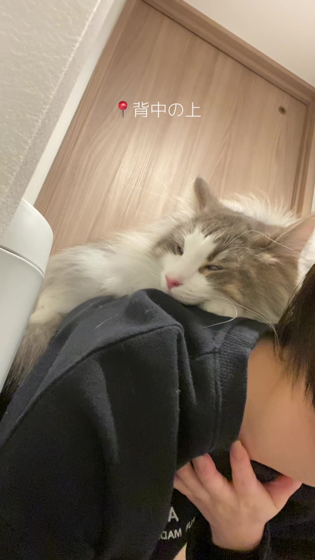 @ねここ様