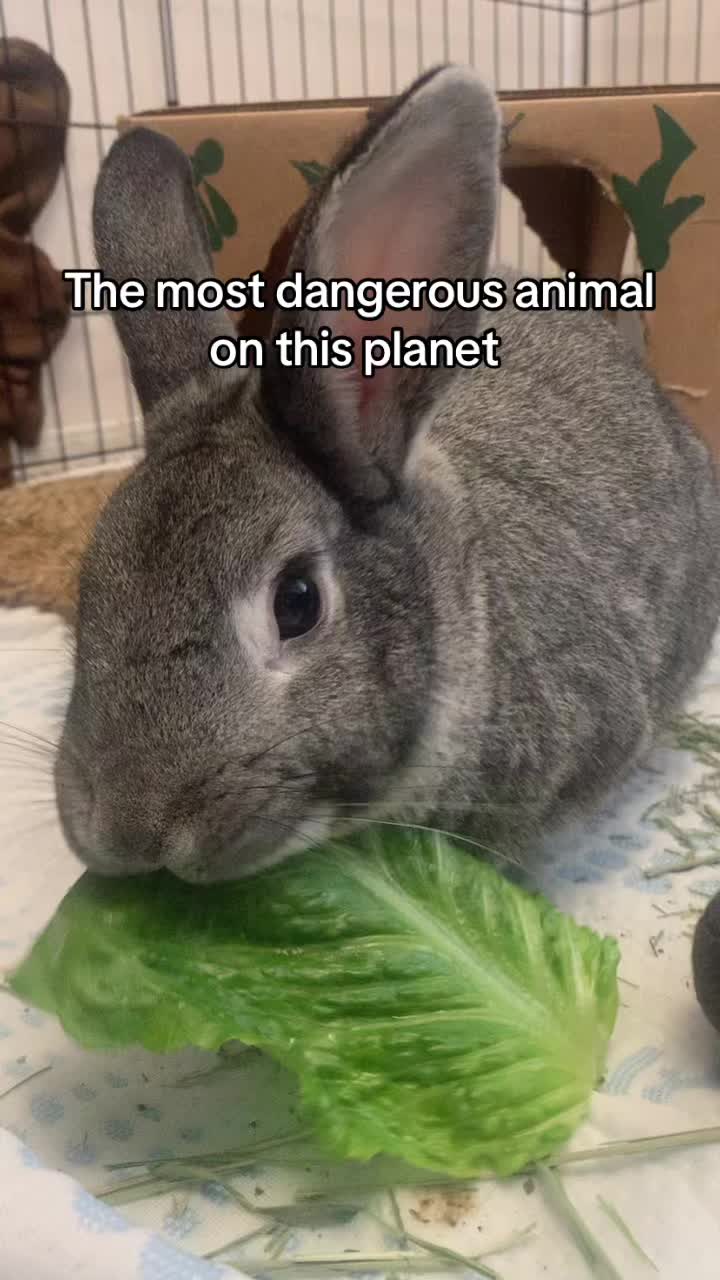 @interestinglilcreature