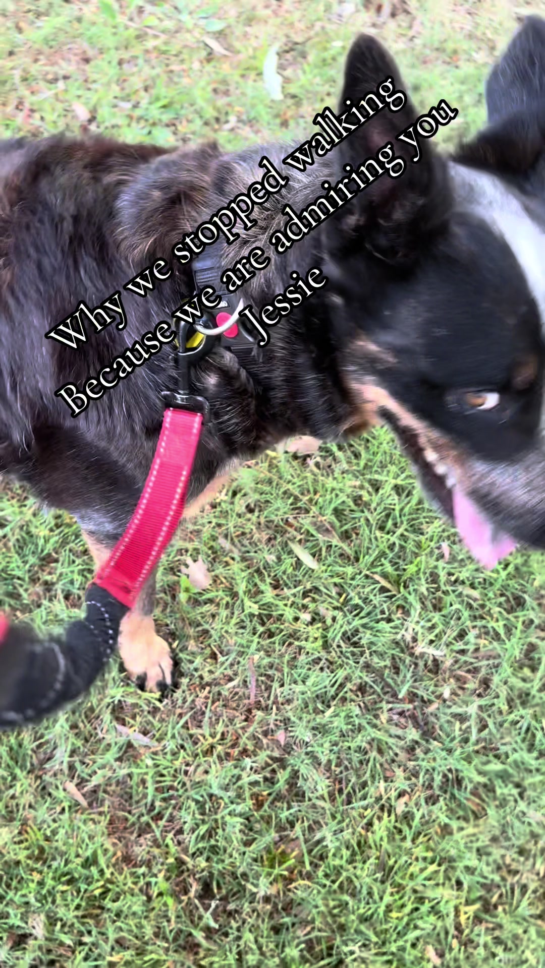@Judd (just us deserving dogs)