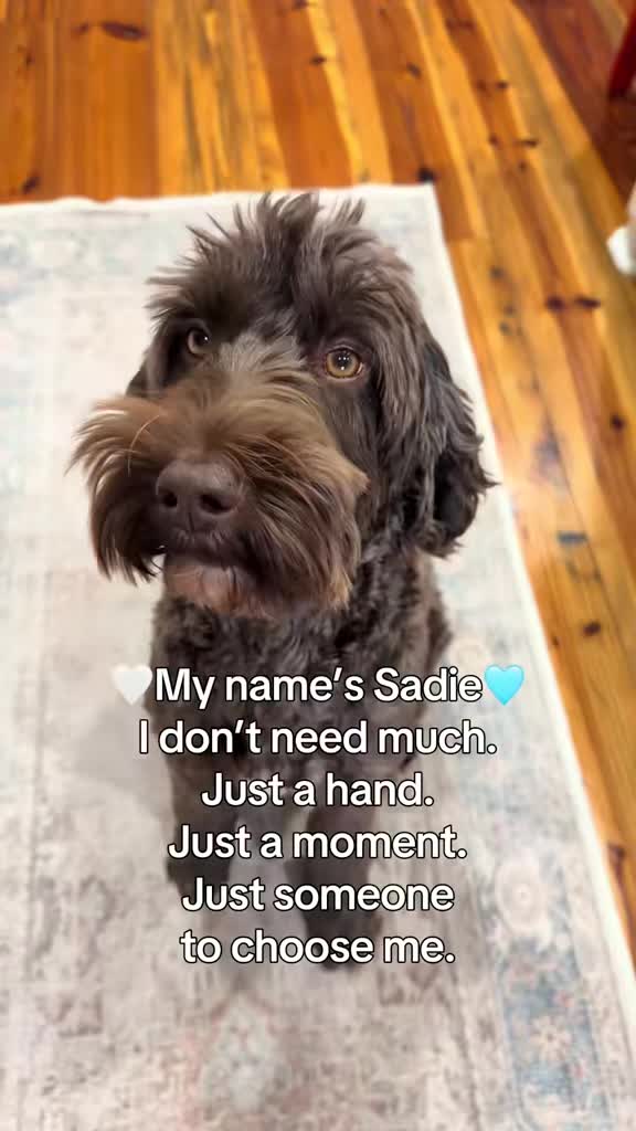 @Sadie the Doodle