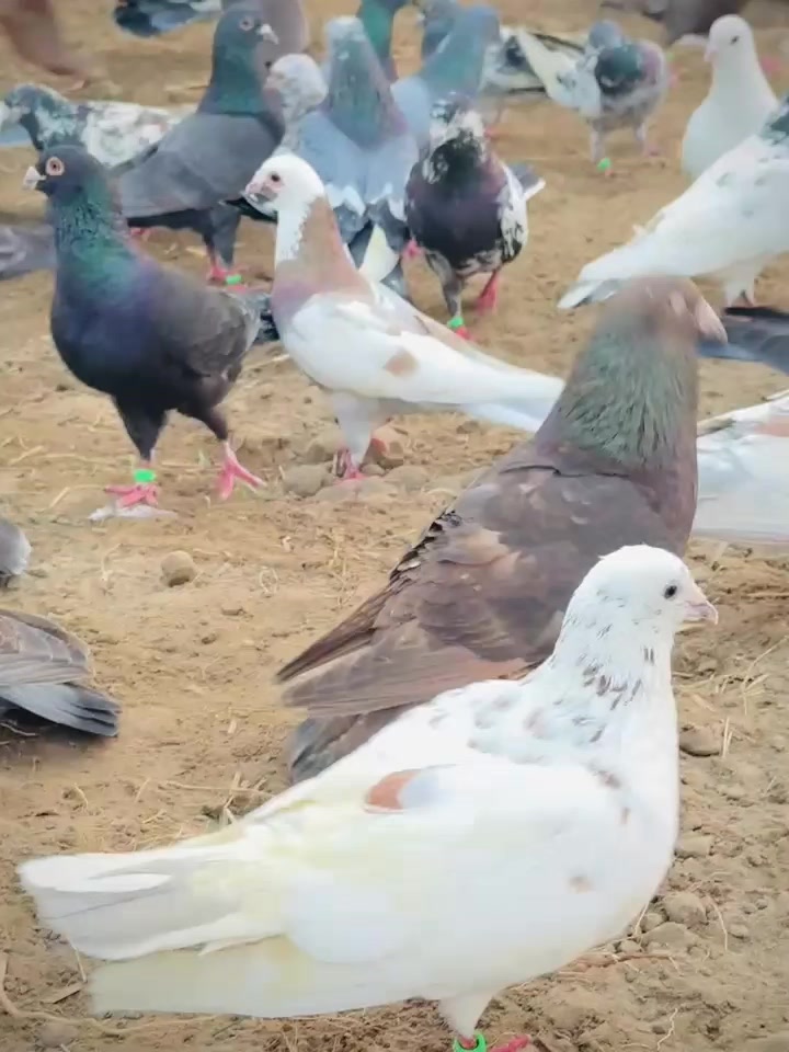 @عدیل رحمن لیہ وال کبوتر باز