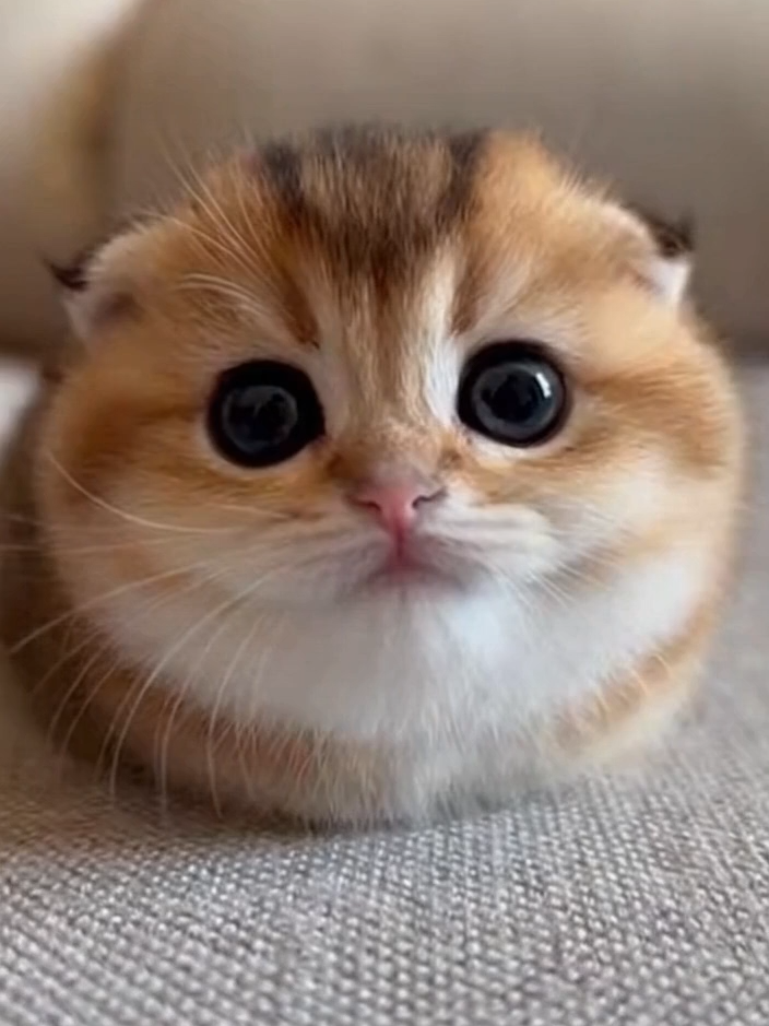 @meowlove