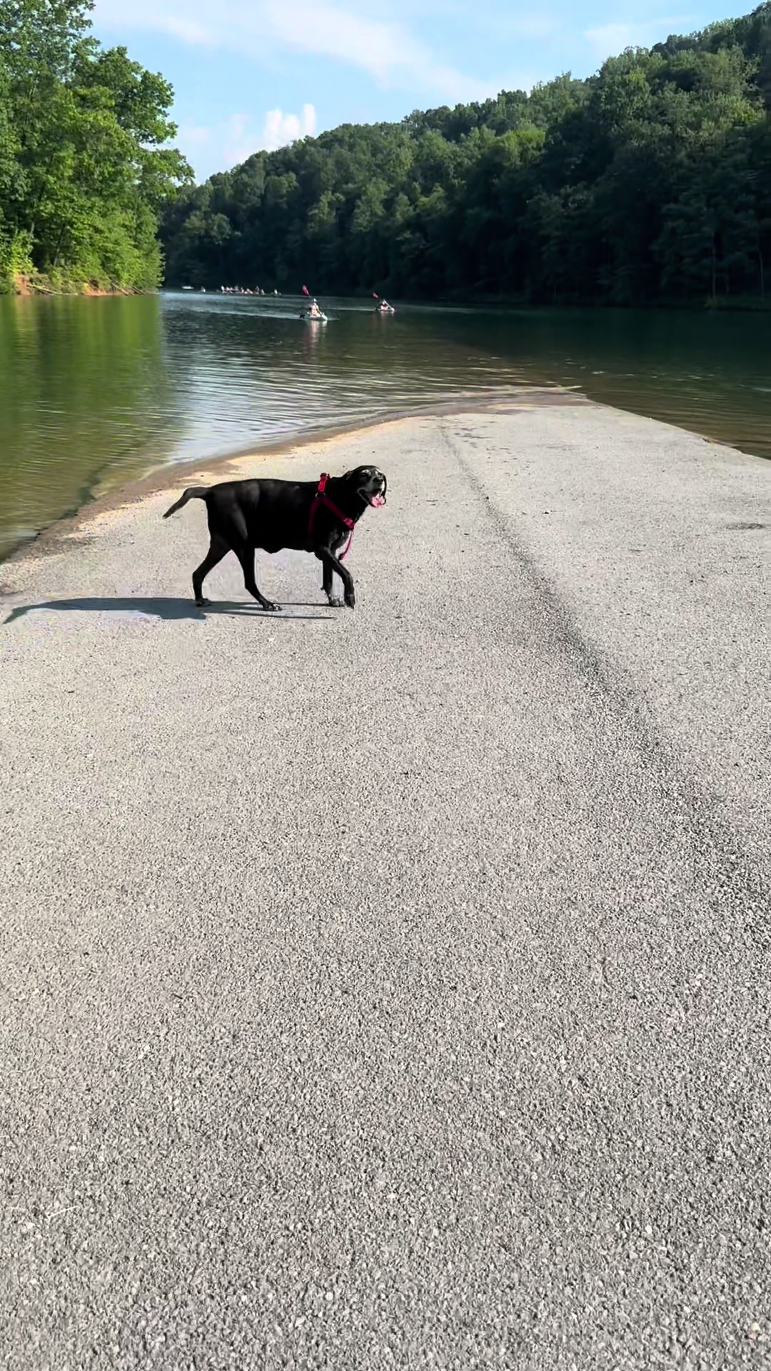 @wvdogmom13