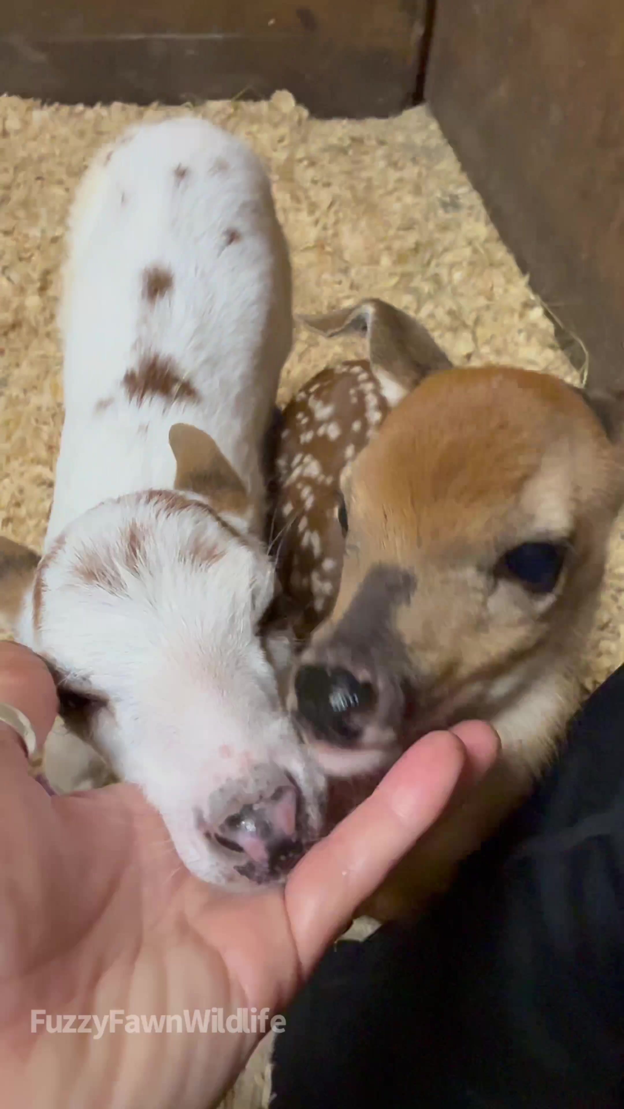 @Fuzzy Fawn Wildlife