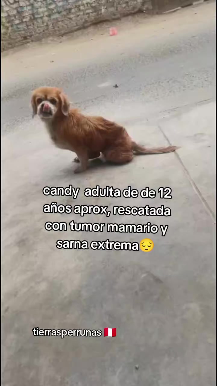@Asociación T.Perrunas🐕🐈🇵🇪