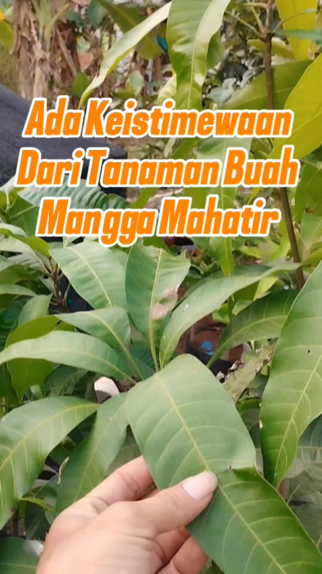 @Bukit Farming