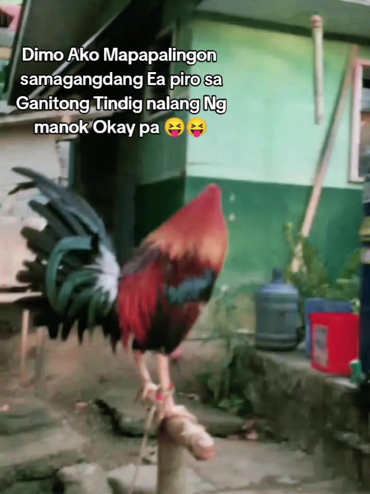 @Big Backyard 🐓🐓