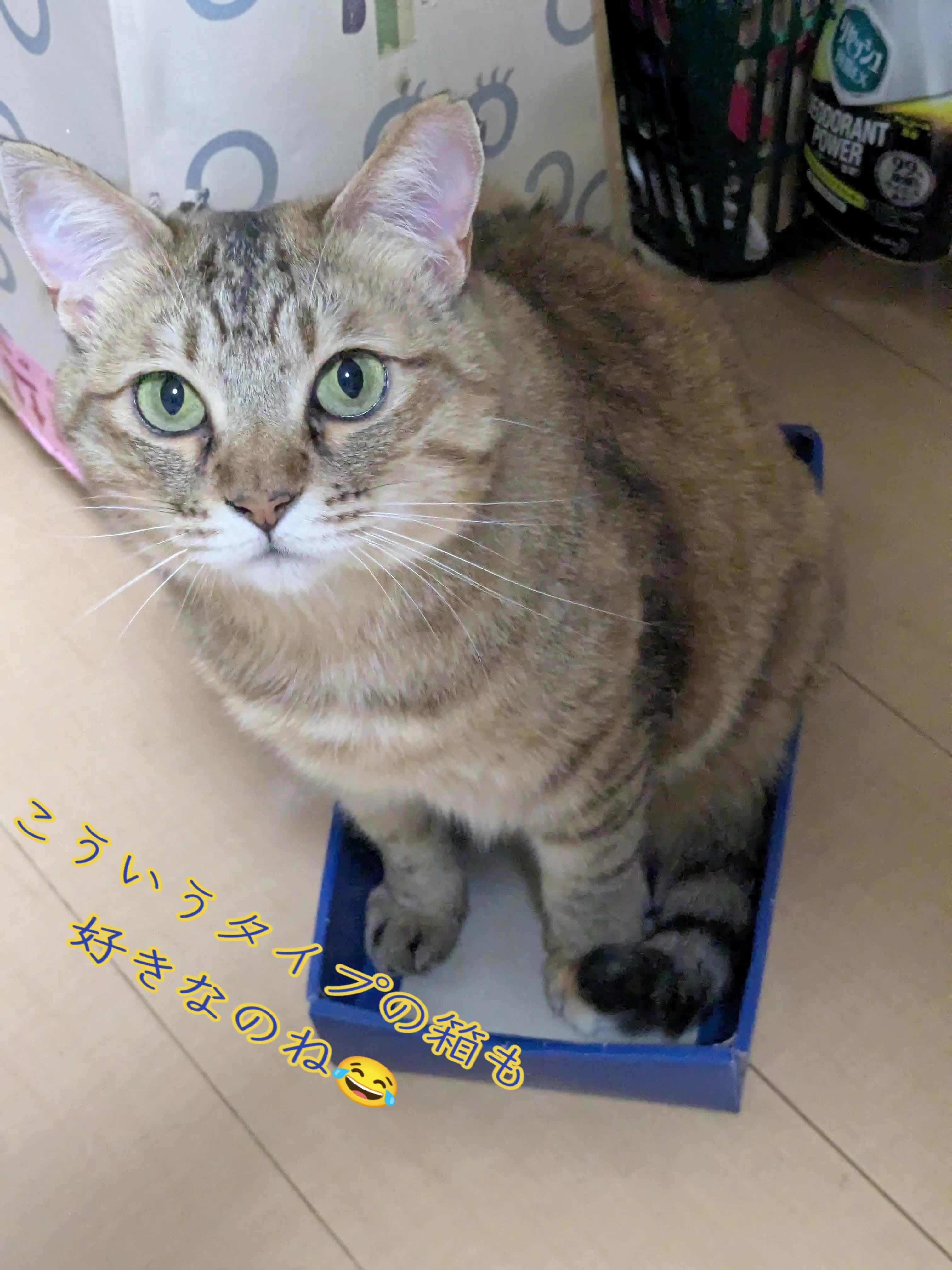 @キュキュ
