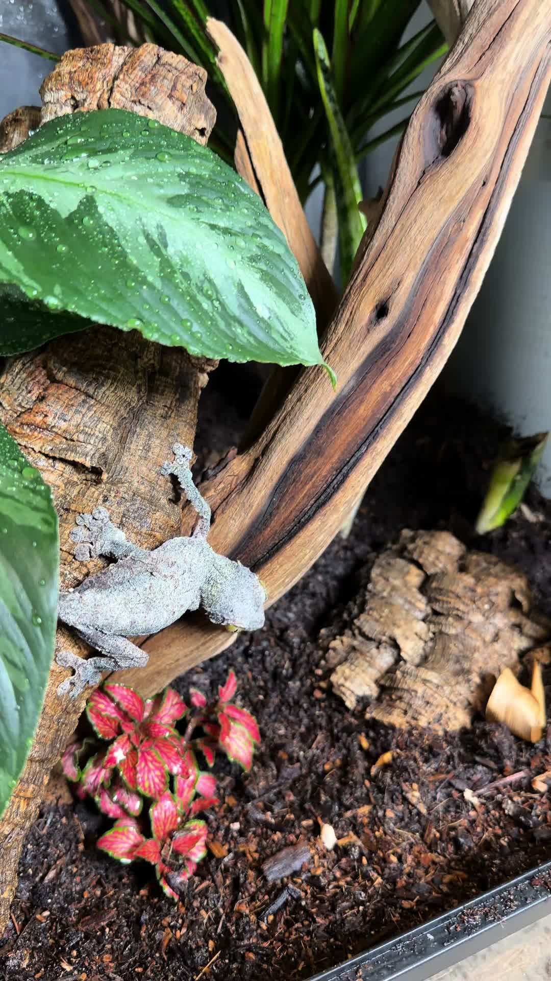 @Katie | my personal zoo 🦎🐰
