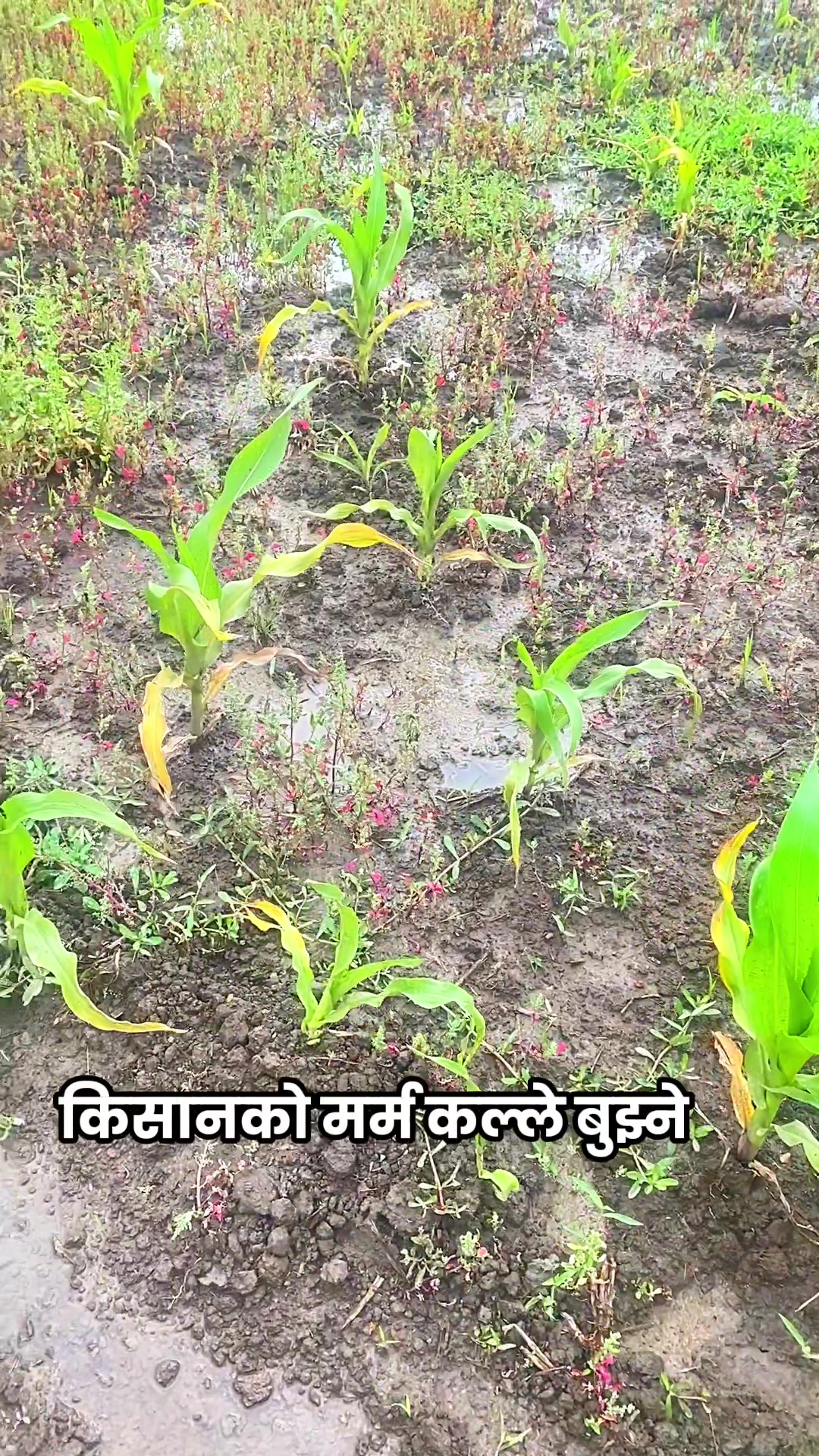 @Pitamber Bhandari