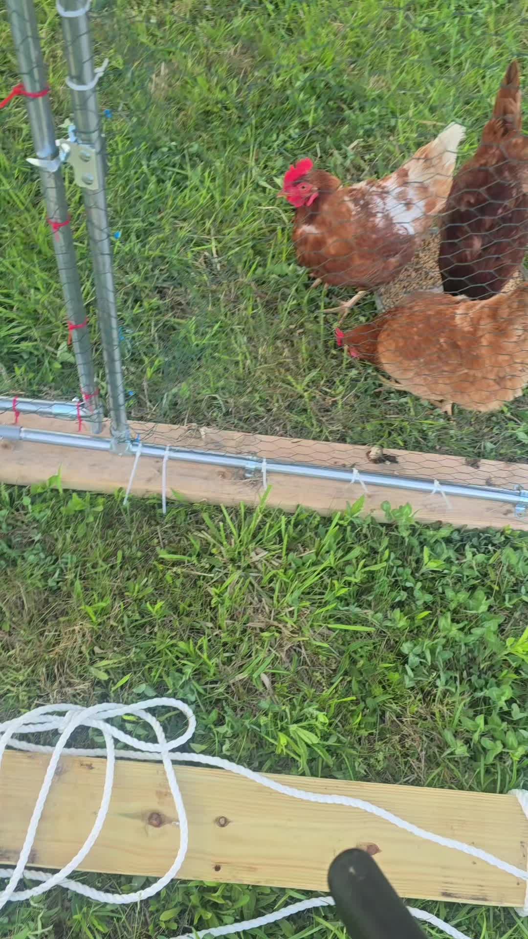 @2nd_Amend_Pasture_Raised_Eggs