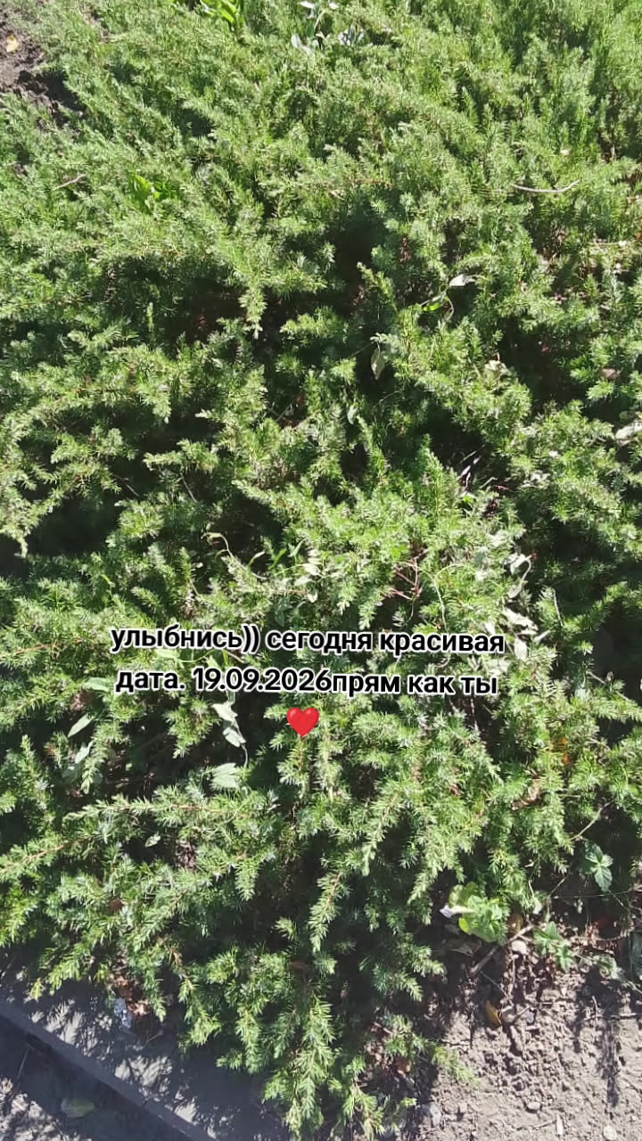 @феникс