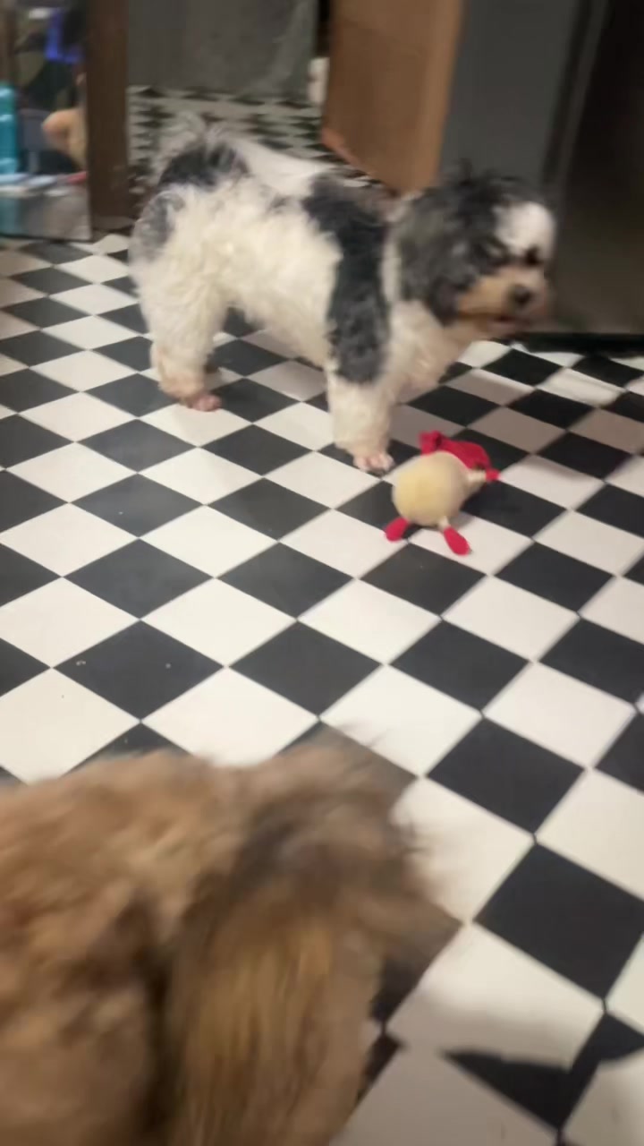 @Zoey&Zoomy&Zoya🥰🐶🐱🐶🐾🦴
