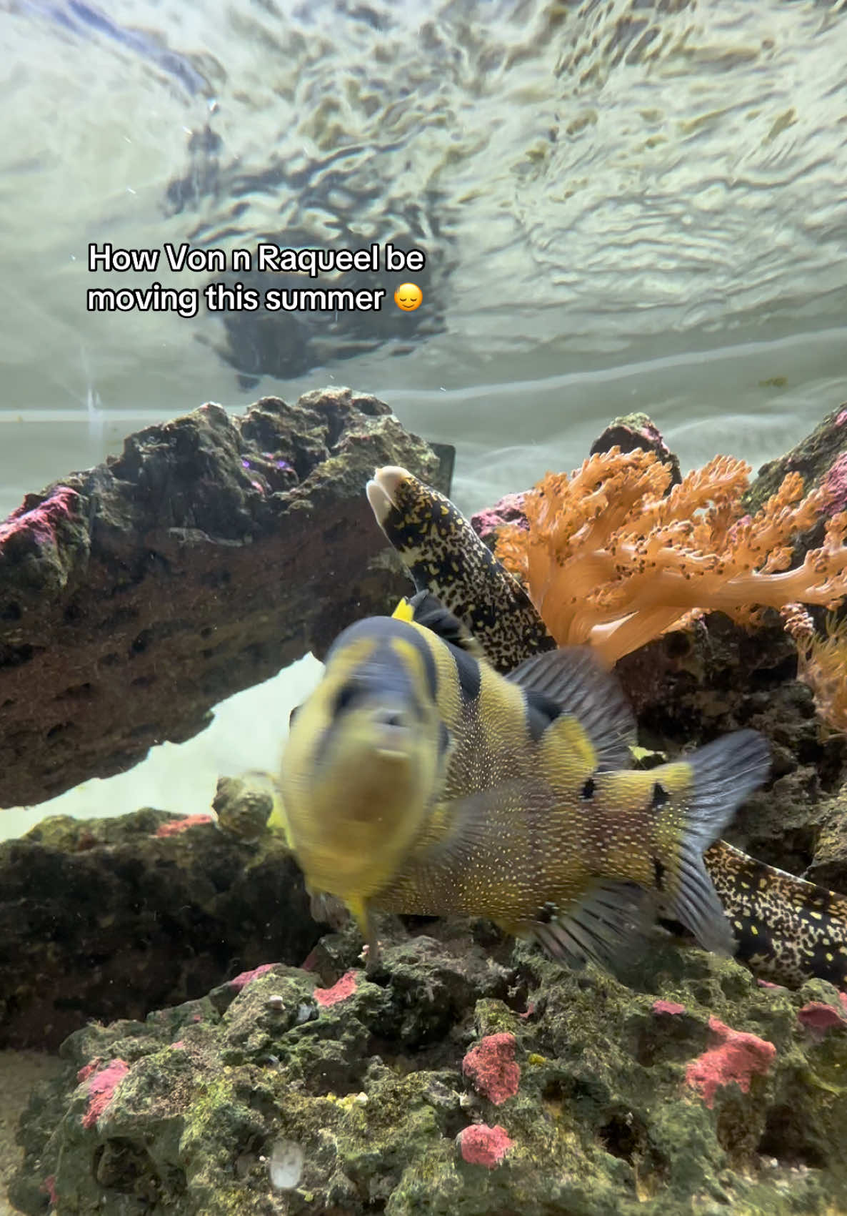 @ReefSync