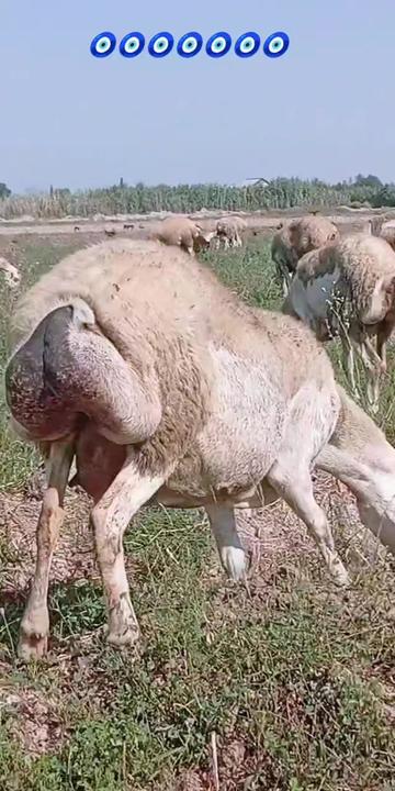 @ELŞAD QULİYEV EYVAZALİLAR