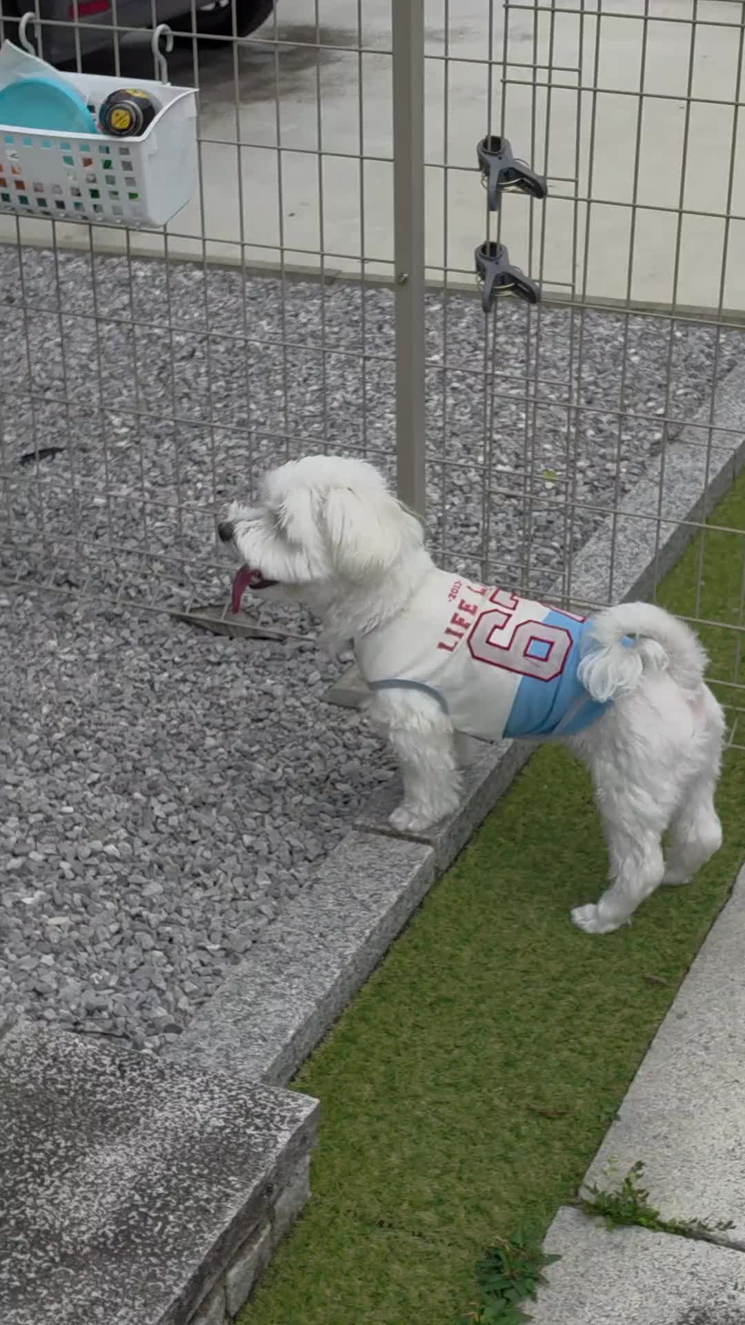 @🐾やまちょ🐾