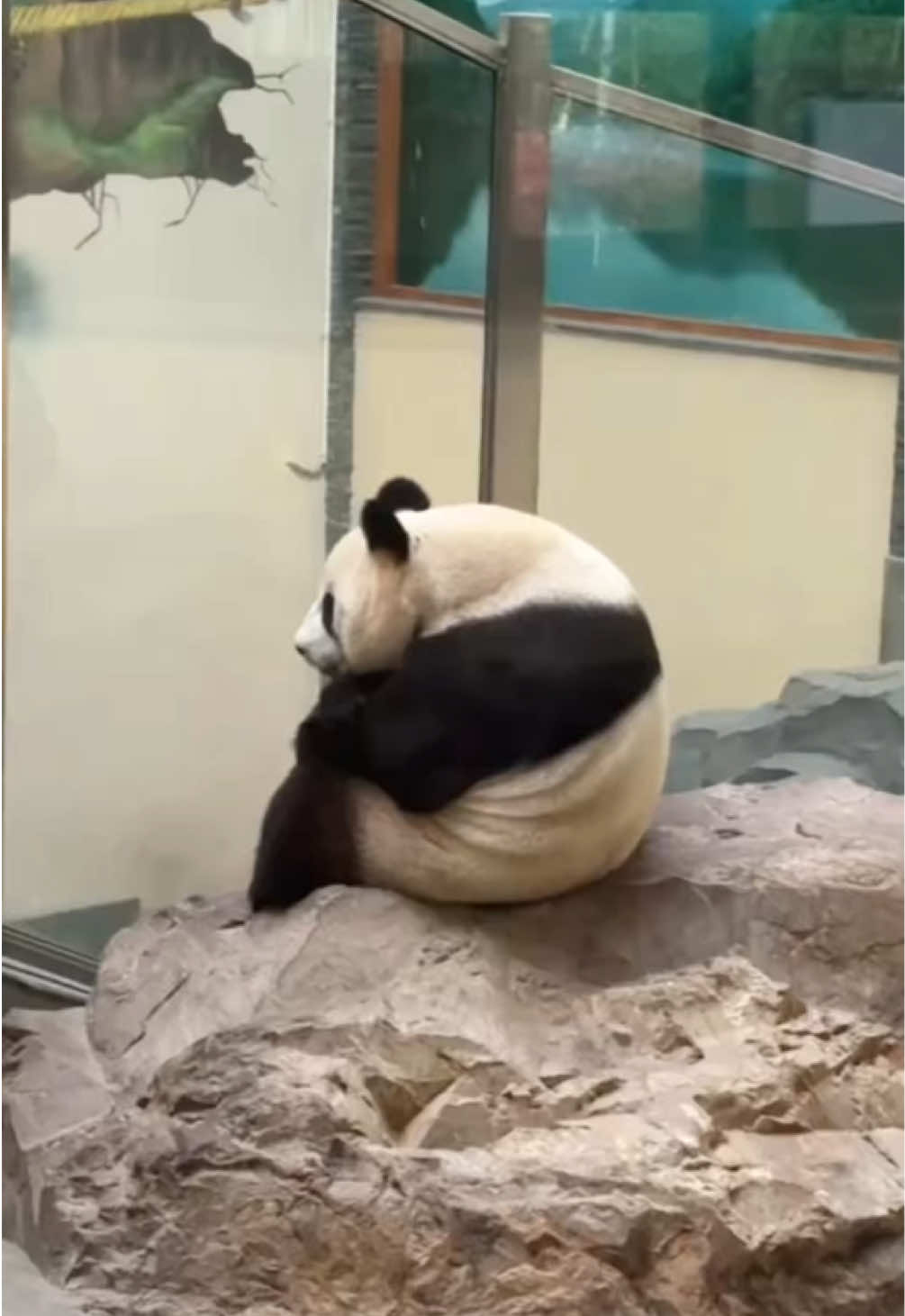 @Cute Animals 🐼