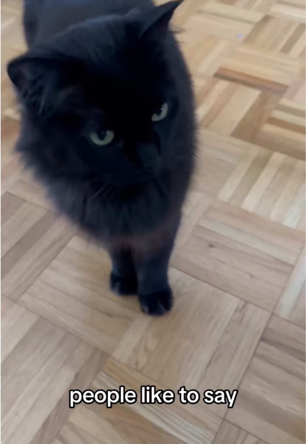 @Sir FluffyButt,the cat🇨🇦🇺🇦