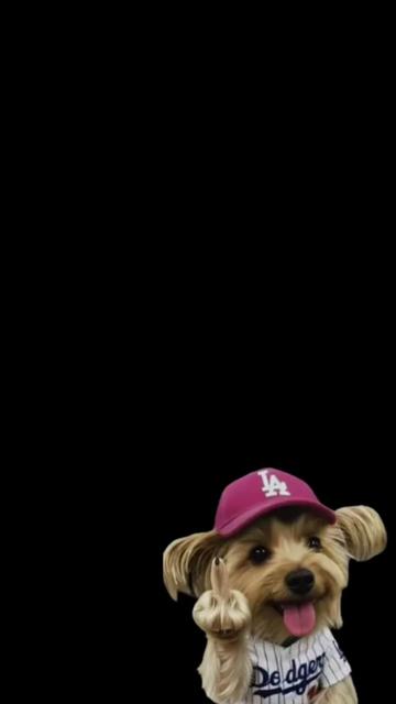 @bambisdodgersworld