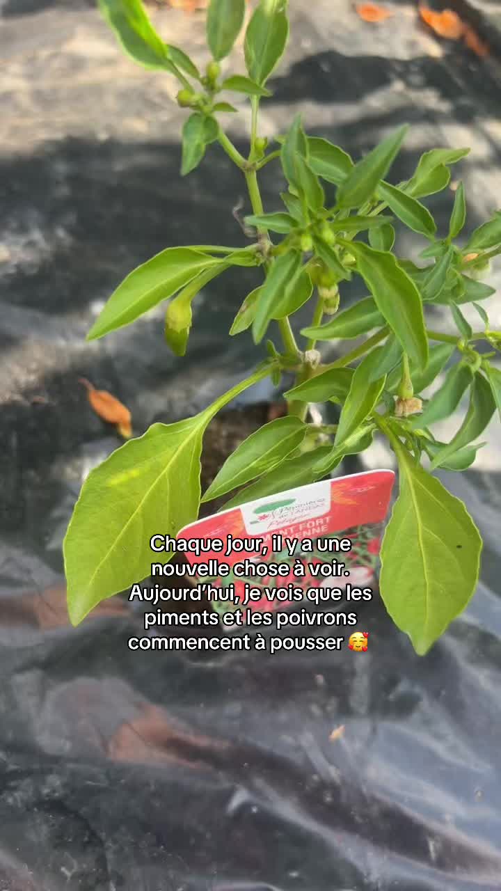 @lilousm03