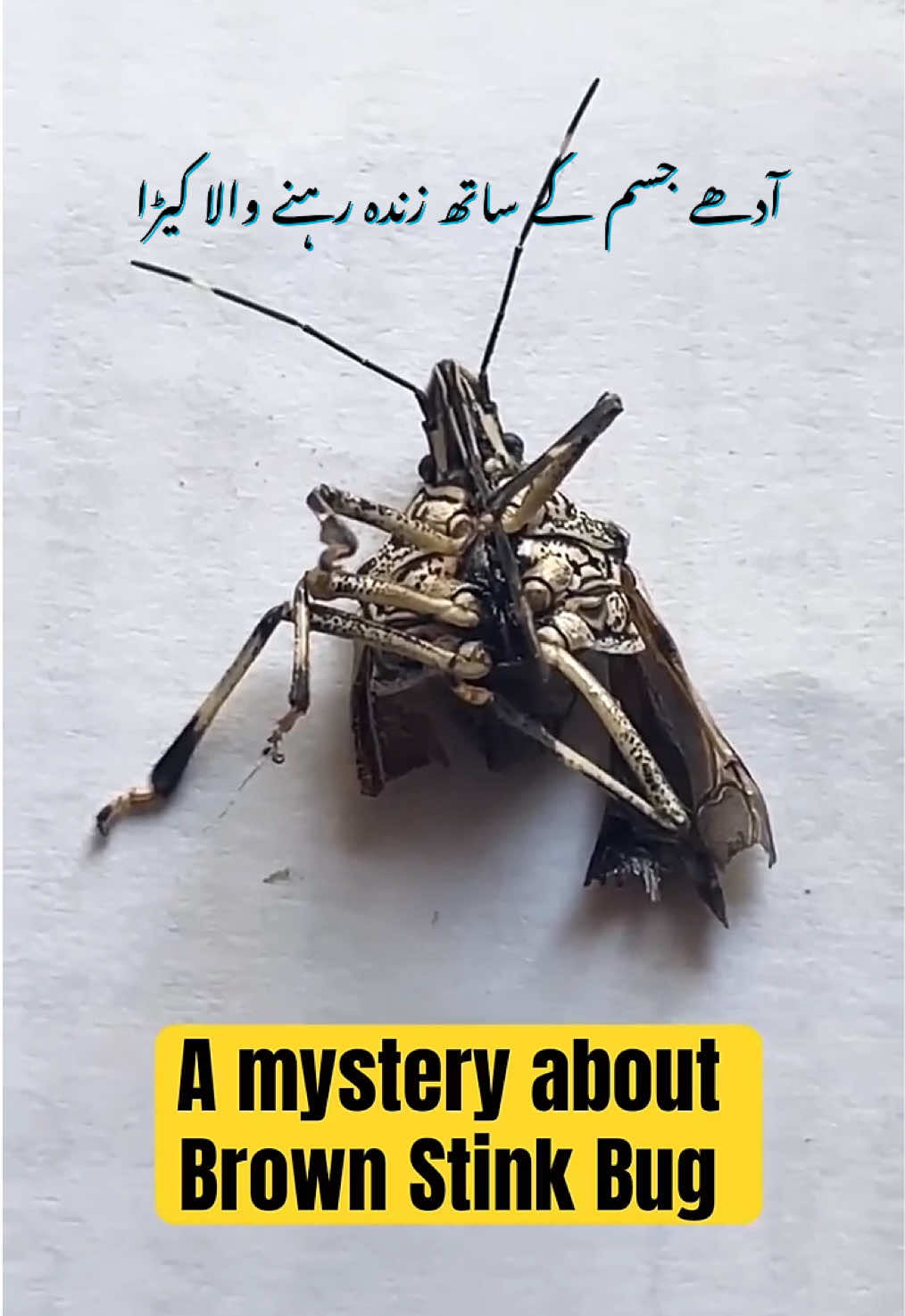 @Pest Mysteries