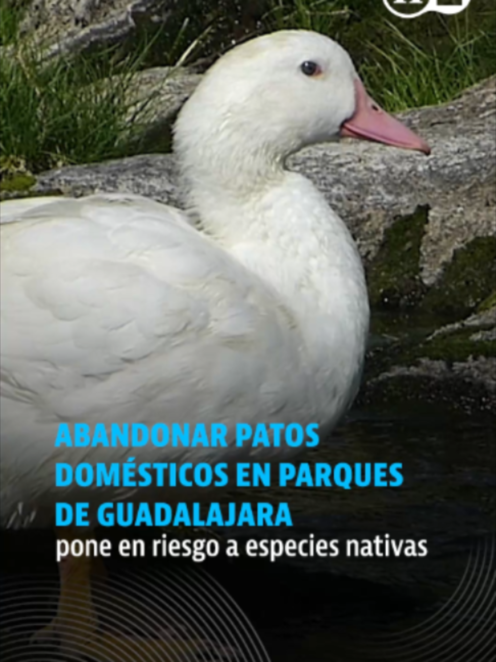 @elheraldodemexico