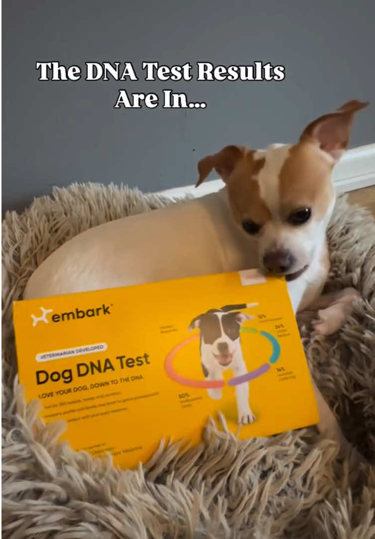 @Embark Vet