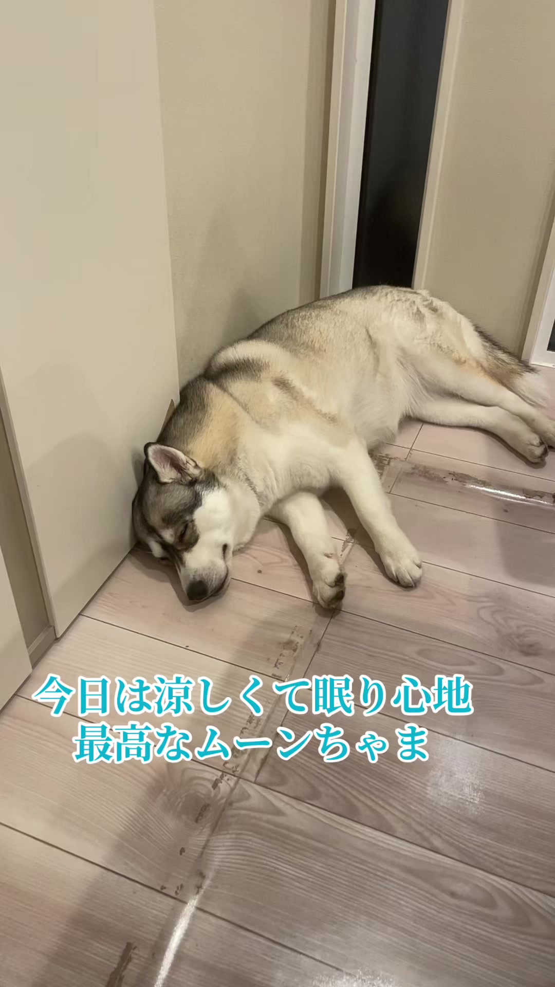 @サン☀️とムーン🌙