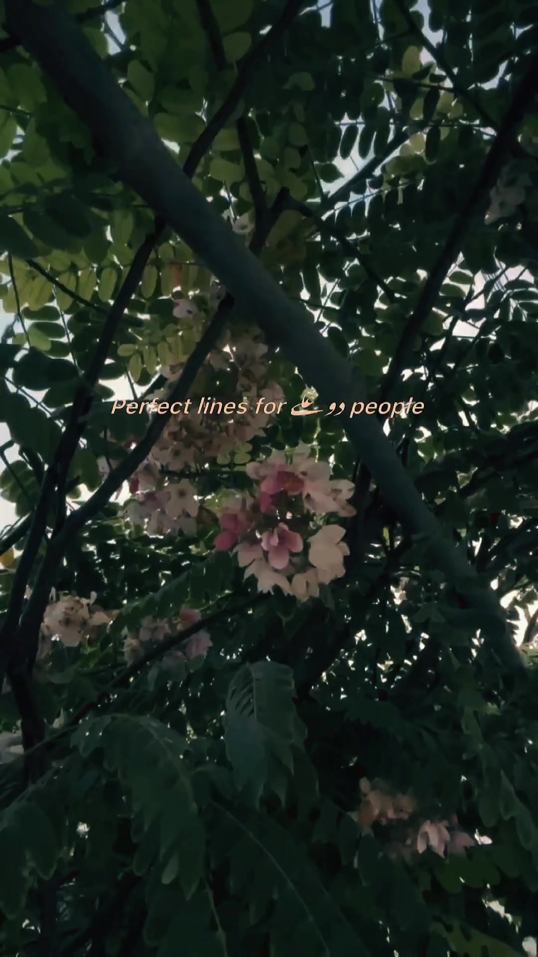 @mishy♡❀