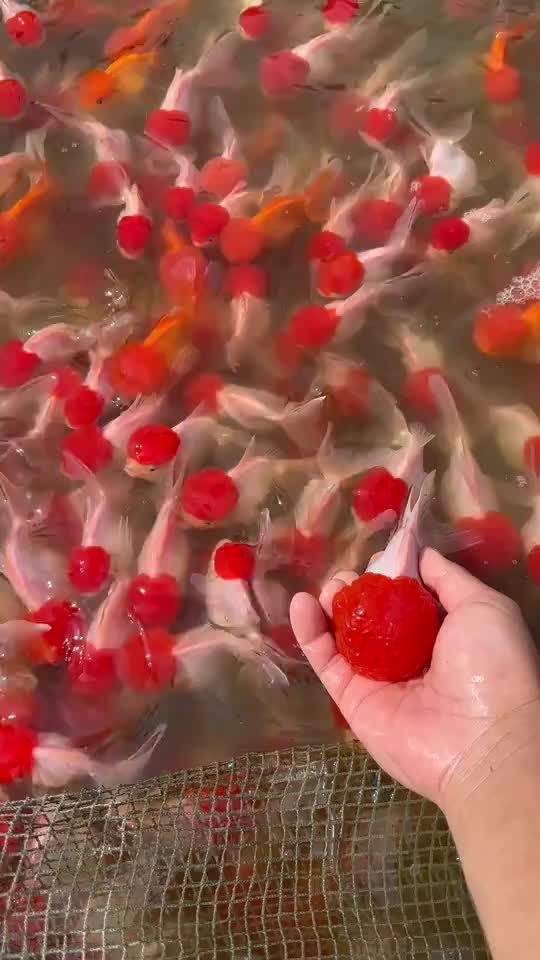 @CaCanhAnhSaoMai