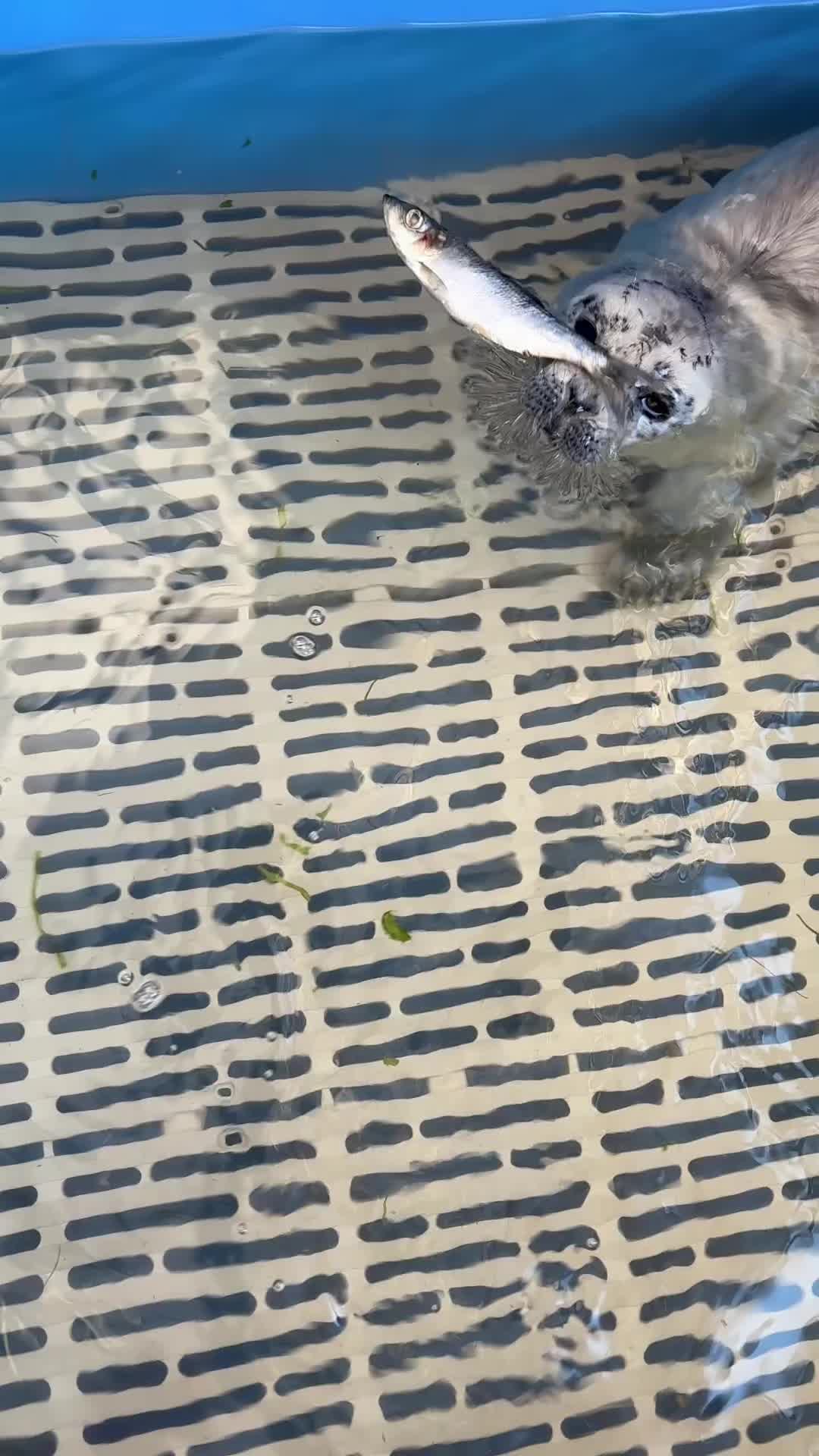 @Marine Mammal Rescue Society