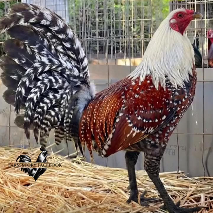 @Gamefowl Story