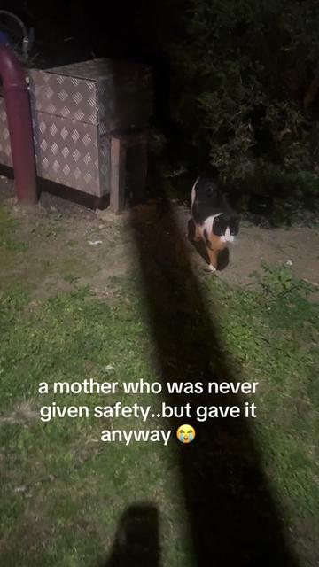 @safepawsau