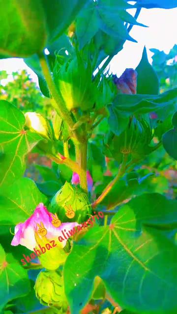 @🙏🙏.Shahbaz🥹🥹 Mangrio🌹🤌🌹