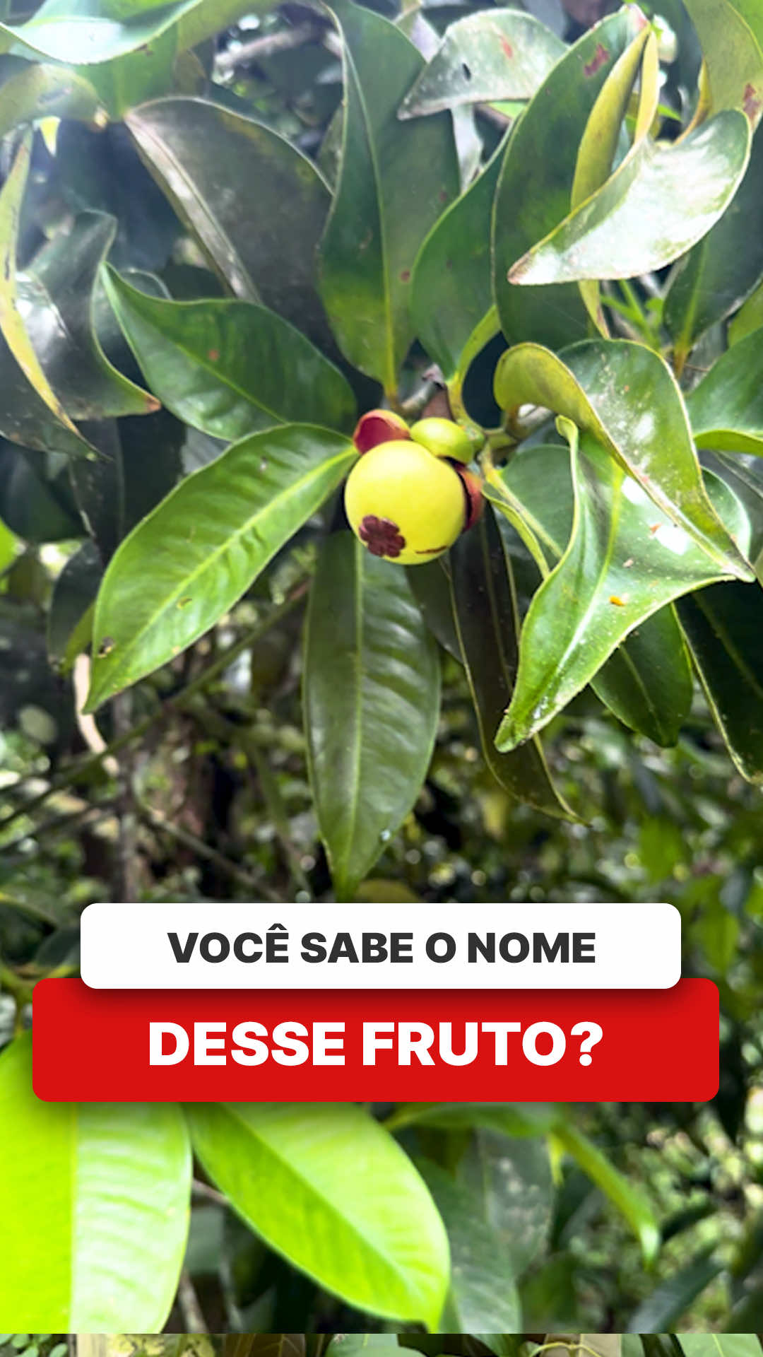 @ViveiroProMudas