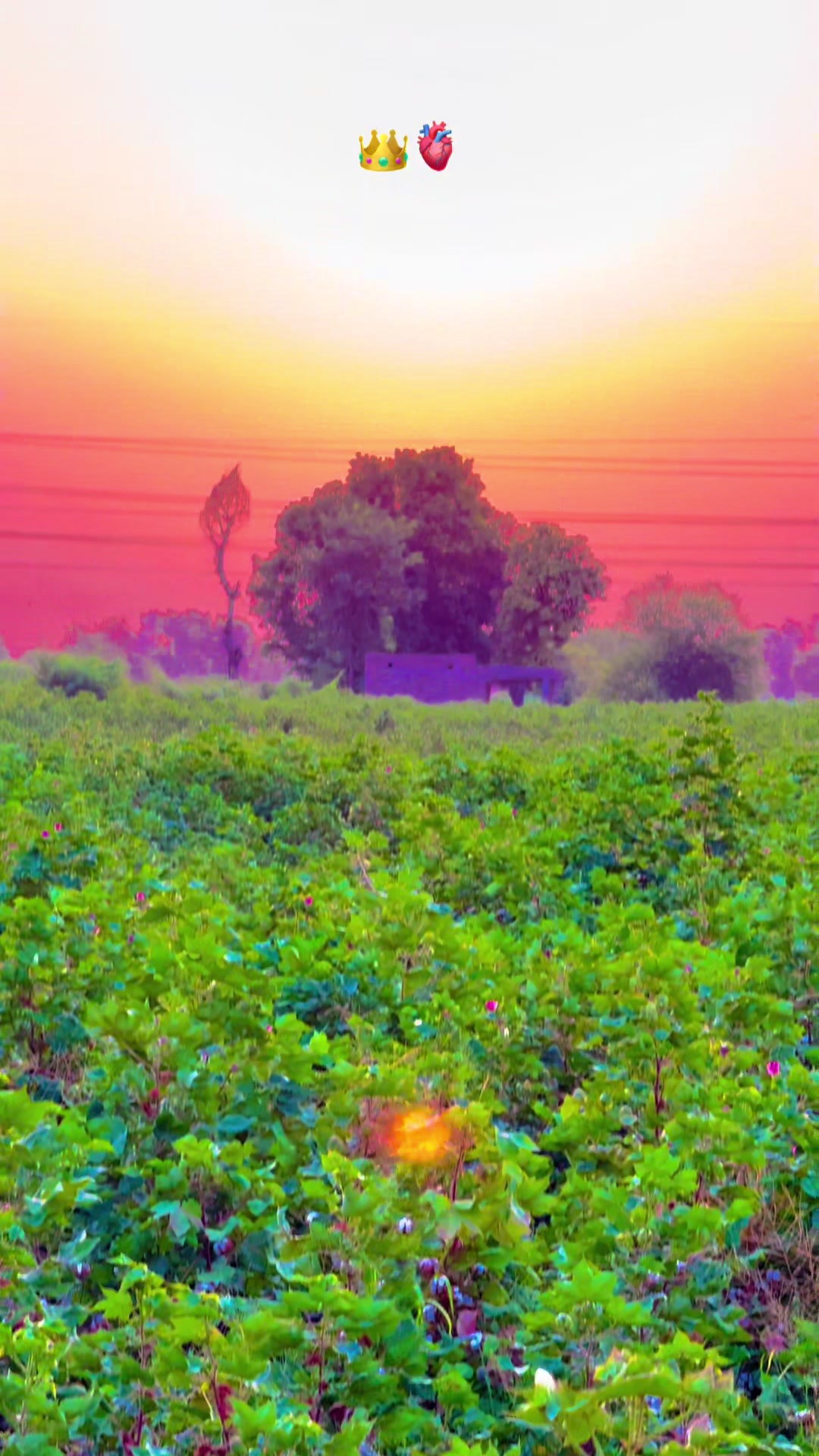 @پنجابی کلچر 🌾🍂