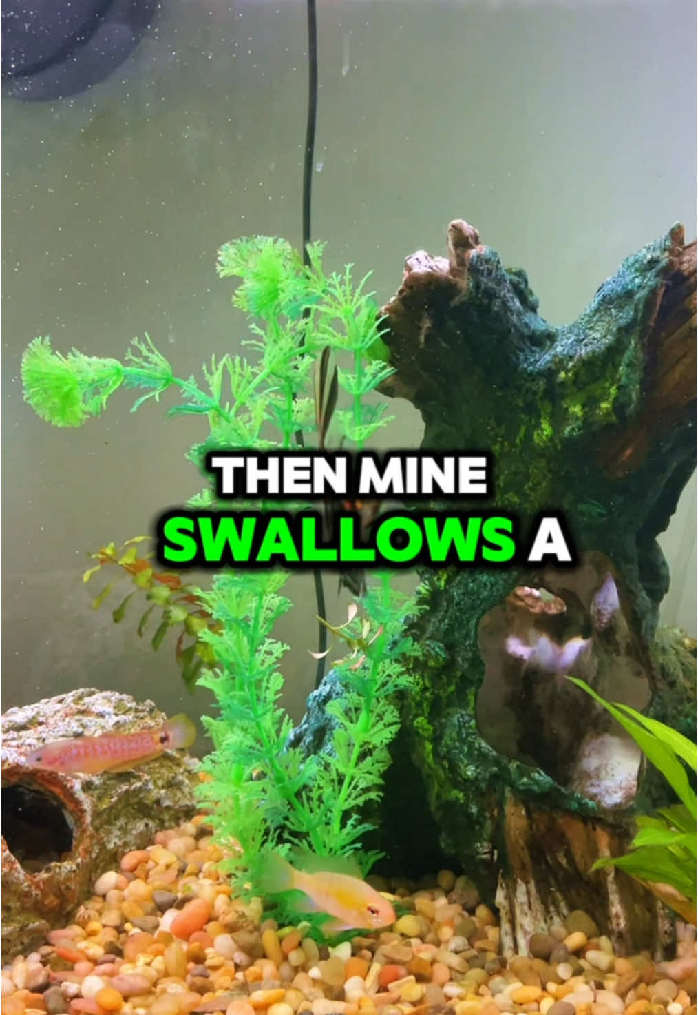 @thestingrayeditzz