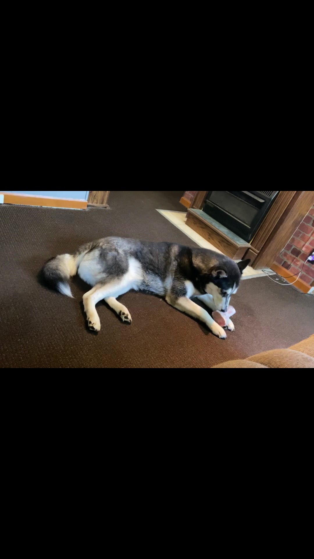 @Martin Scorsese the husky