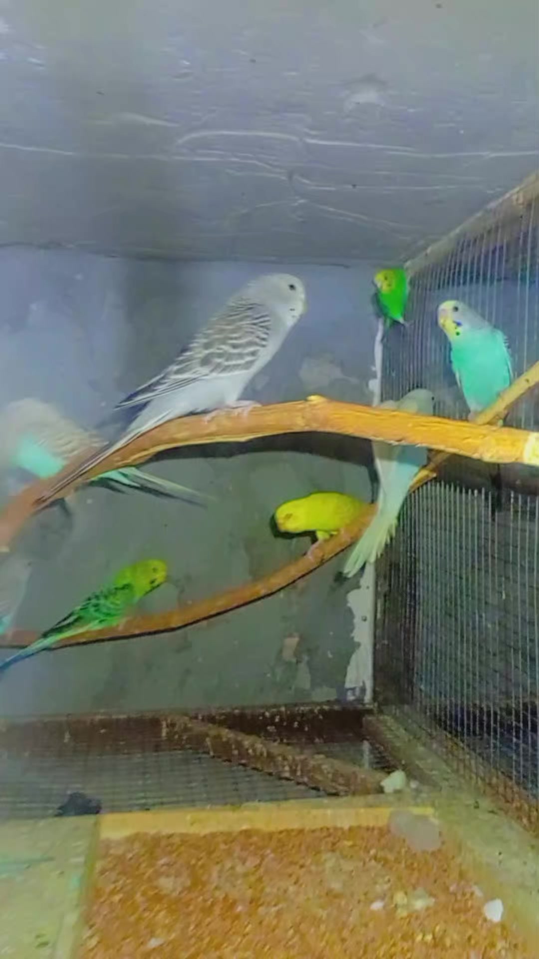 @Թութակներ🦜🐕🦺🐇