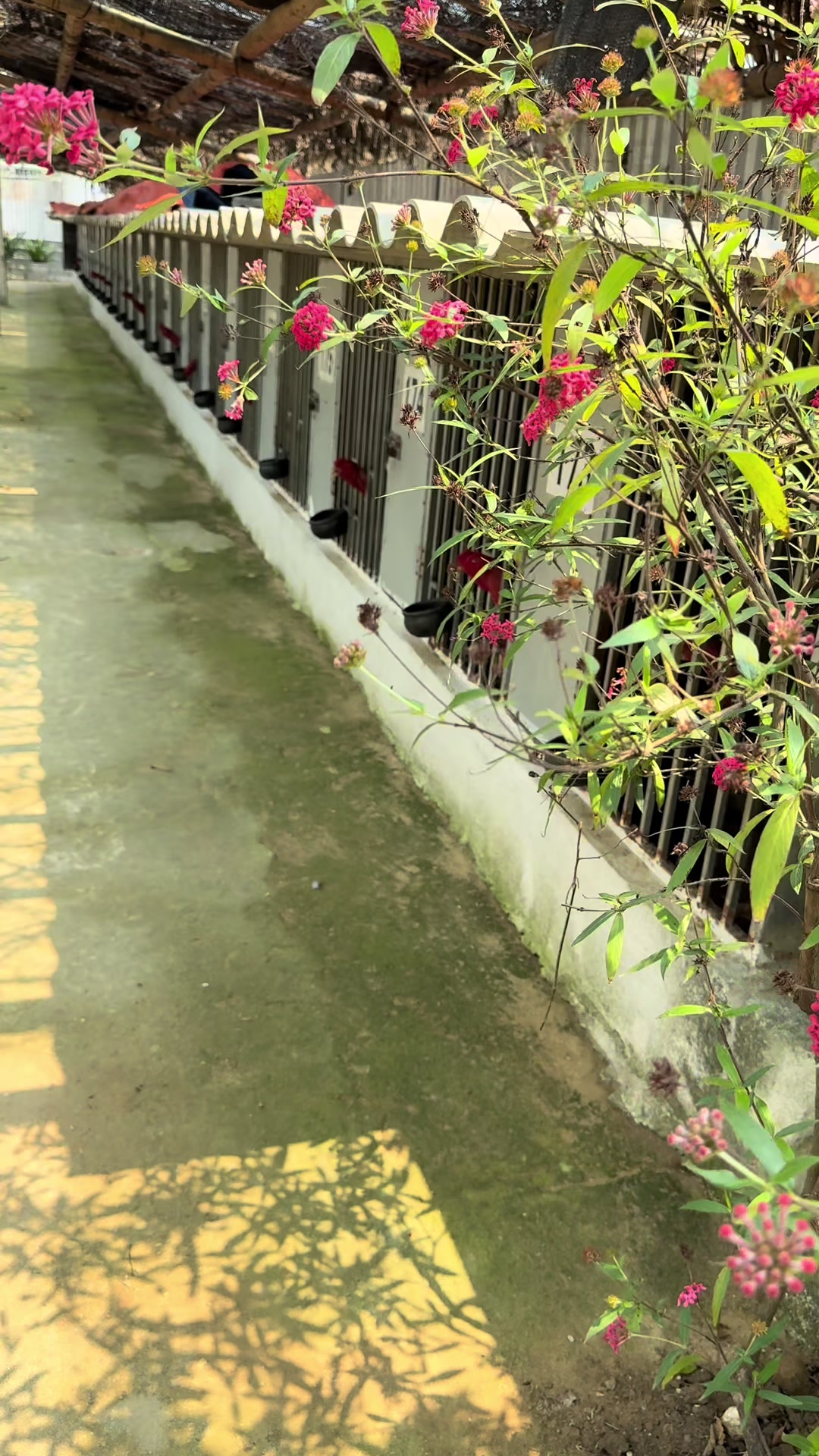 @Quốc khánh