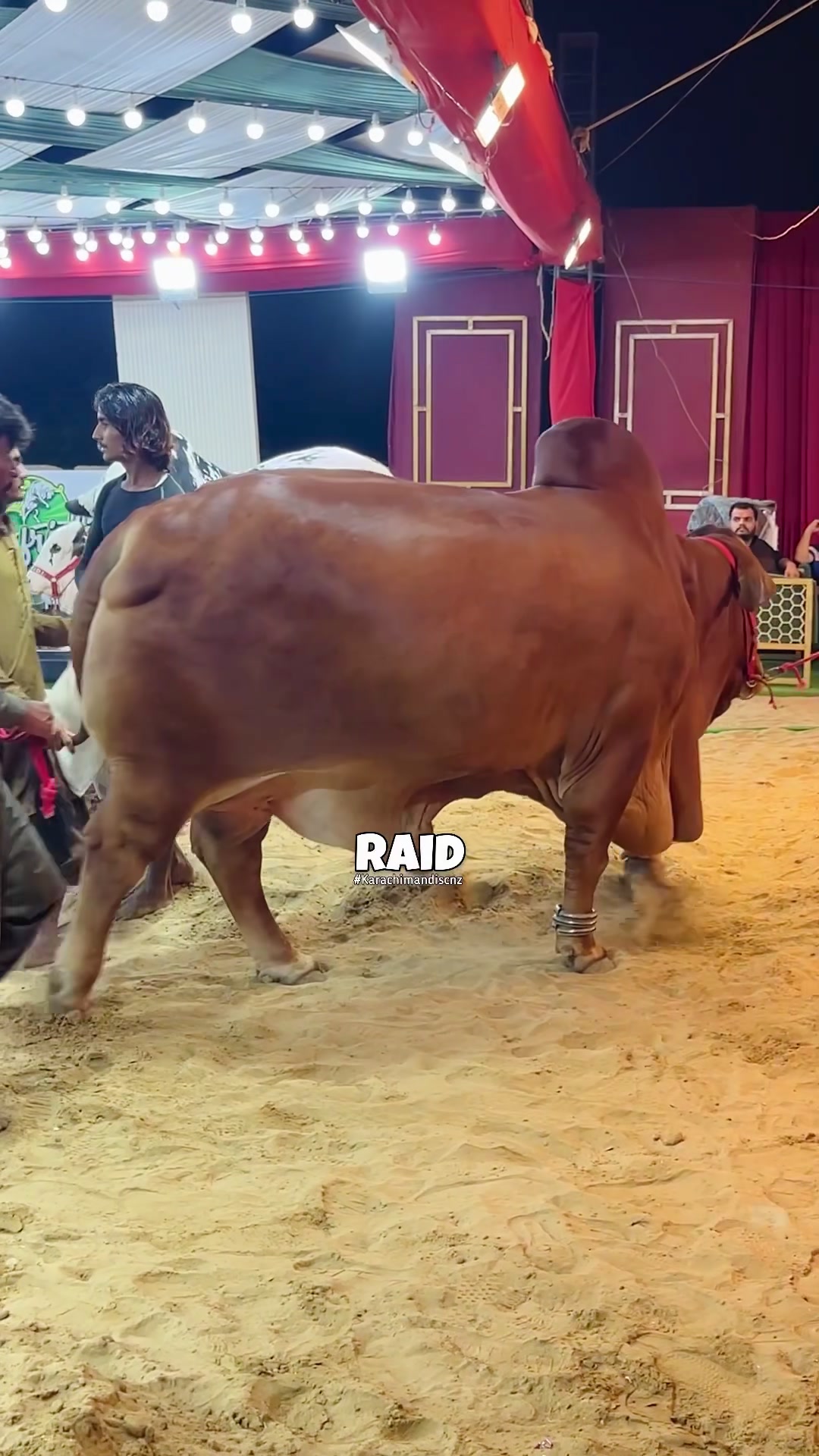 @Raid by Karachi Mandi Scnz
