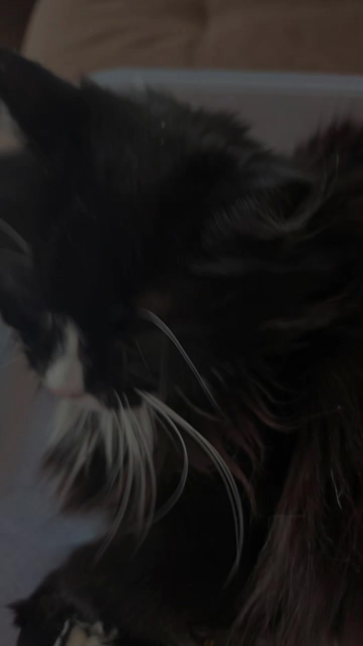 @AtticaTheTuxedoCat