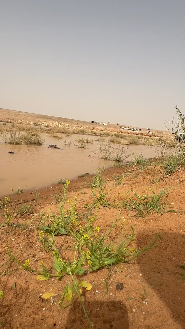 @ابو ناوي