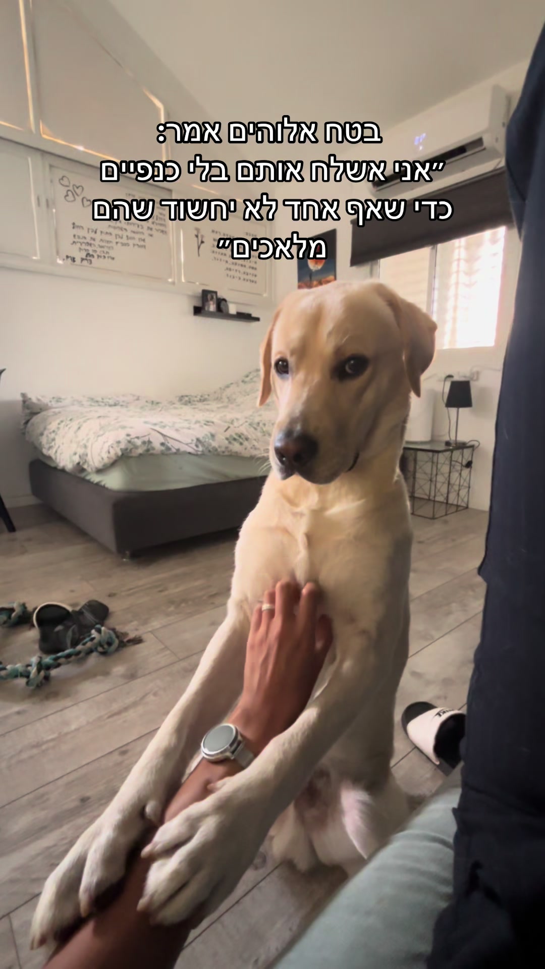 @Buri_The_Labrador
