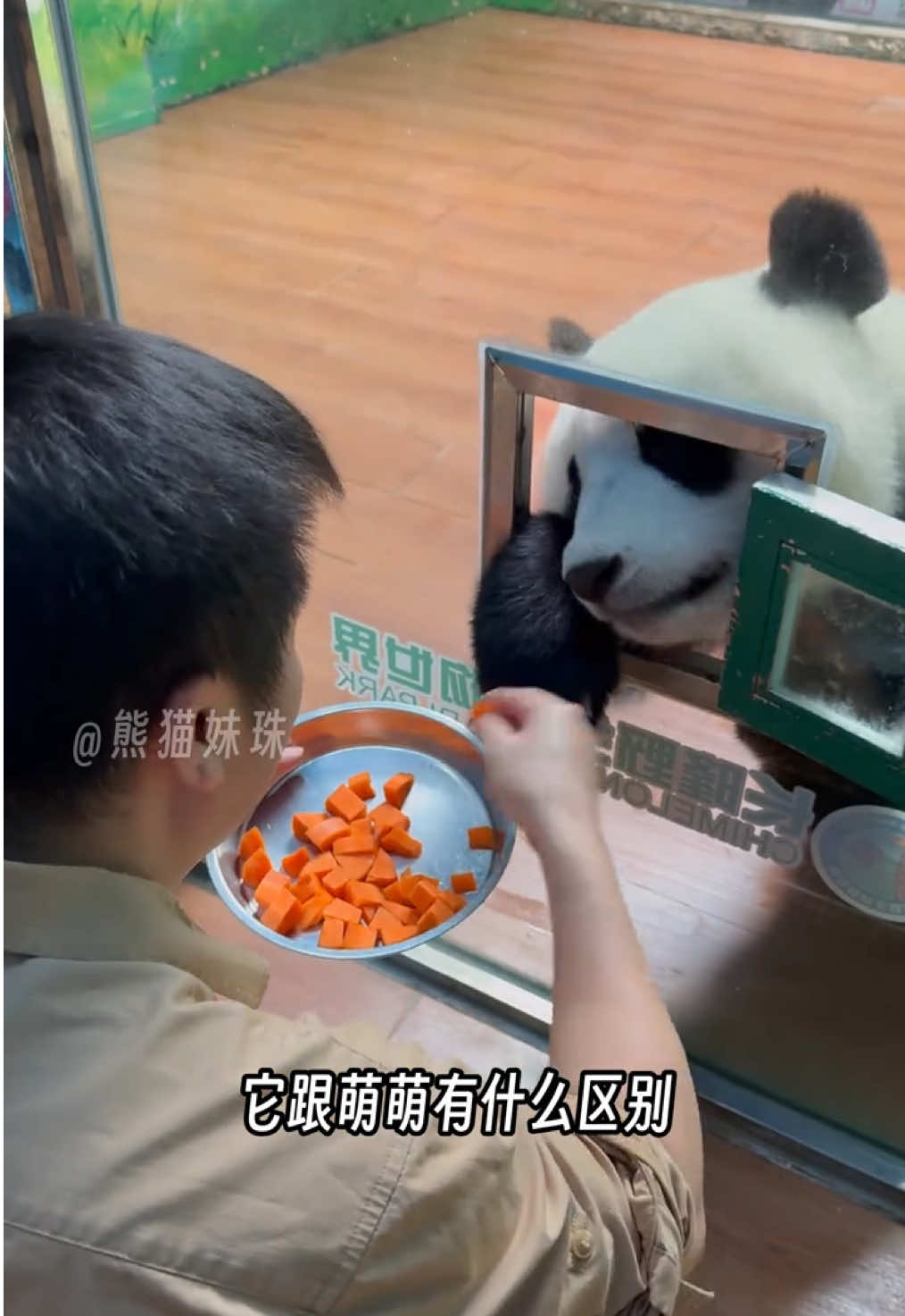 @熊猫妹珠🐼