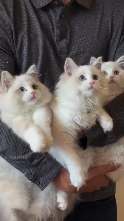 @I love ragdolls❤️