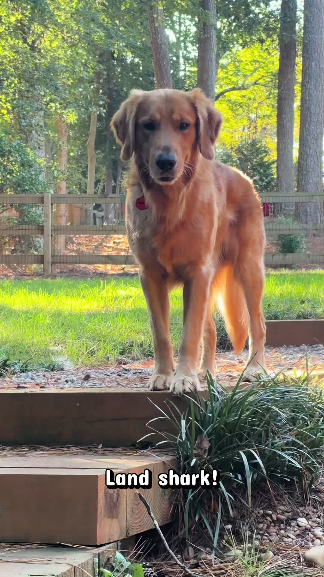 @Charlie the Golden
