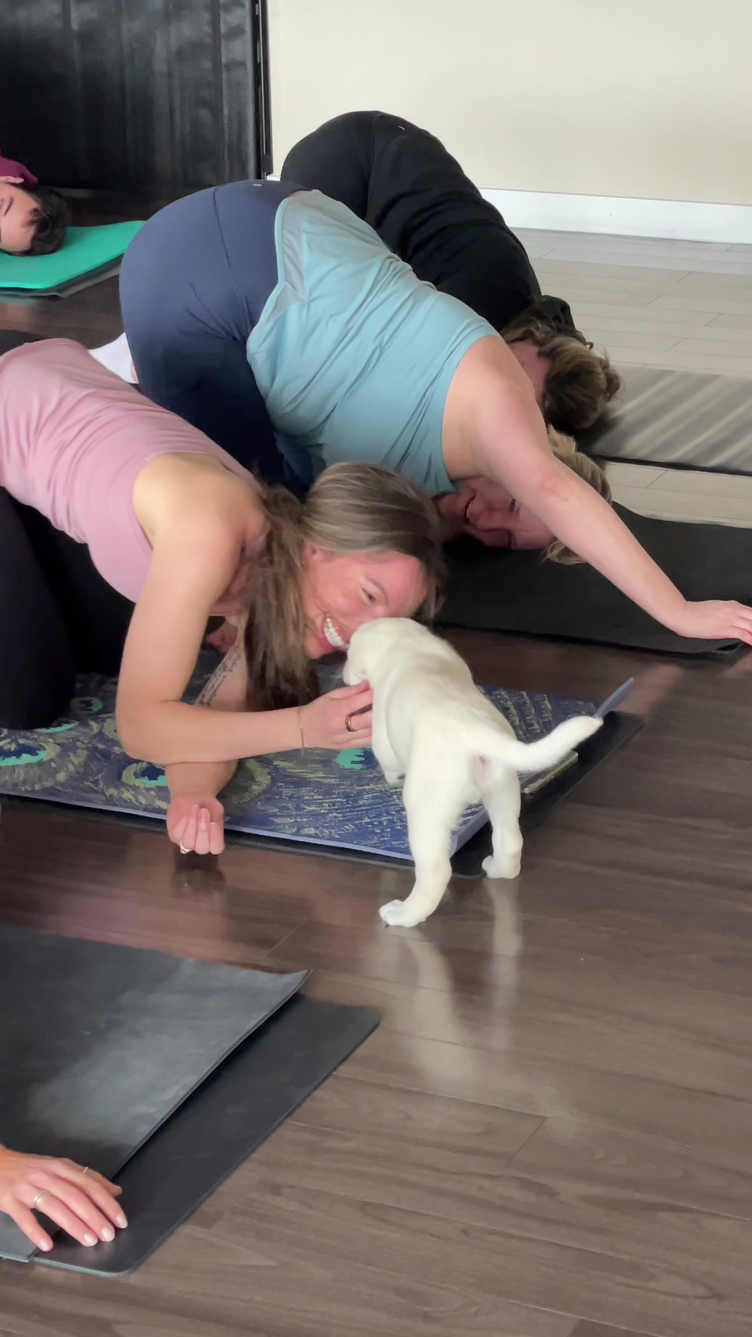 @Muskoka Puppy Yoga