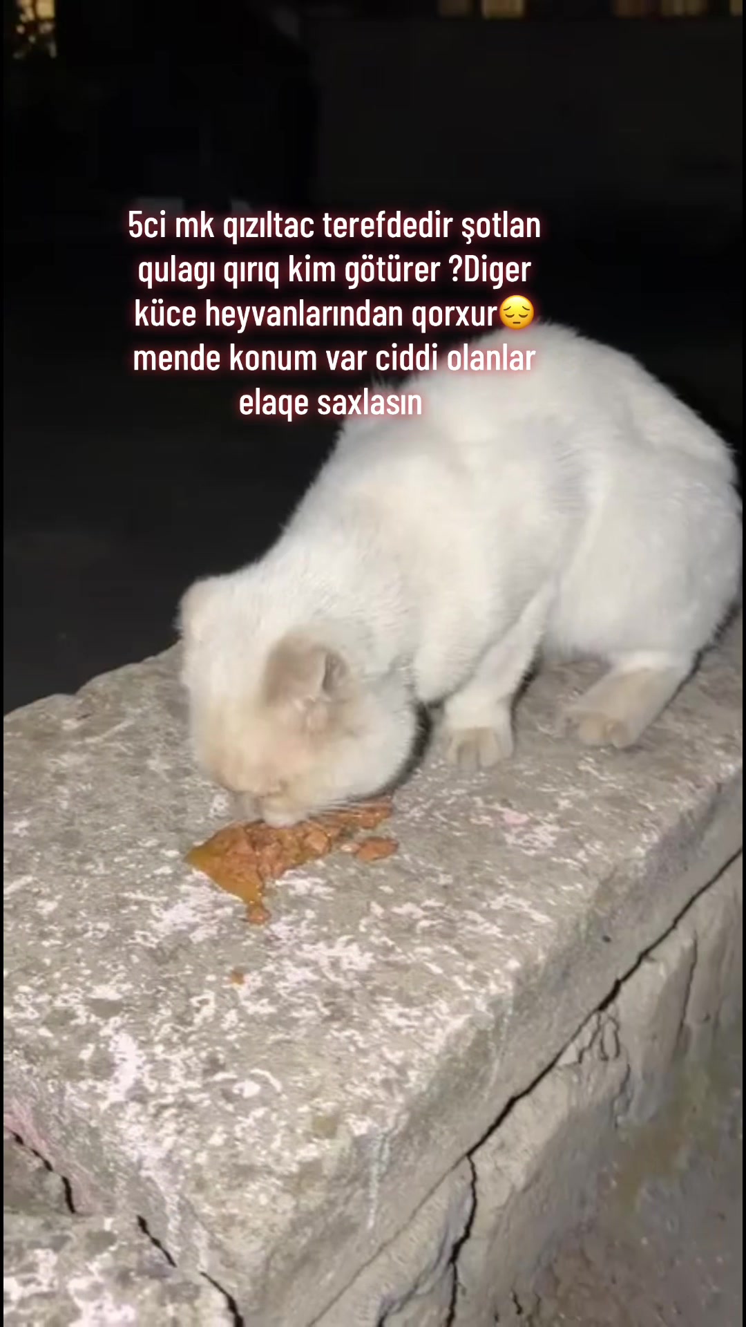 @SAHİBSİZ-HEYVANLARA-DESTEK
