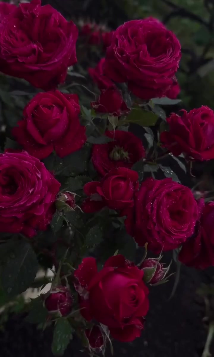 @🇰🇿🌺🌸Нᴀᴛᴀᴧья🌸Kz.16_ukg👋🤝